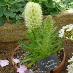 Location: RHS Harlow Carr alpine house, Yorkshire
Date: 2017-06-03