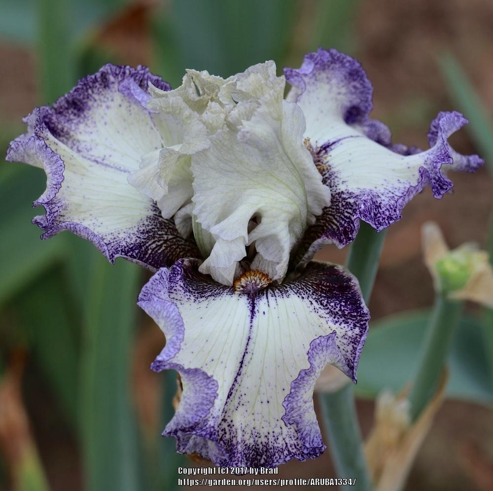 Photo of Tall Bearded Iris (Iris 'Brushwork') uploaded by ARUBA1334