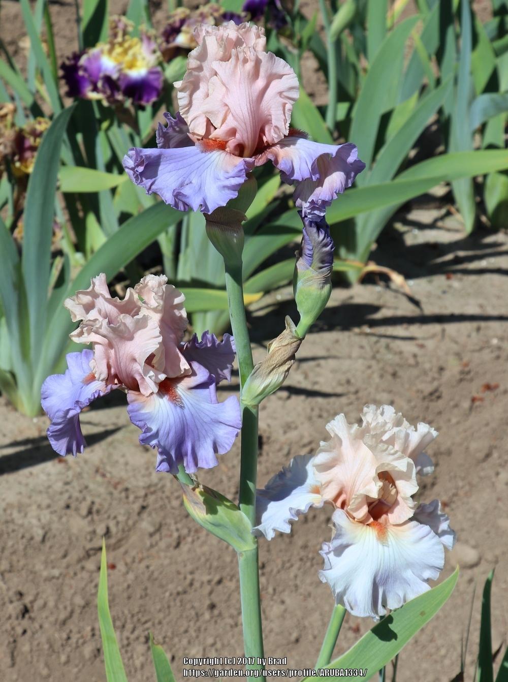 Photo of Tall Bearded Iris (Iris 'Hospitality') uploaded by ARUBA1334