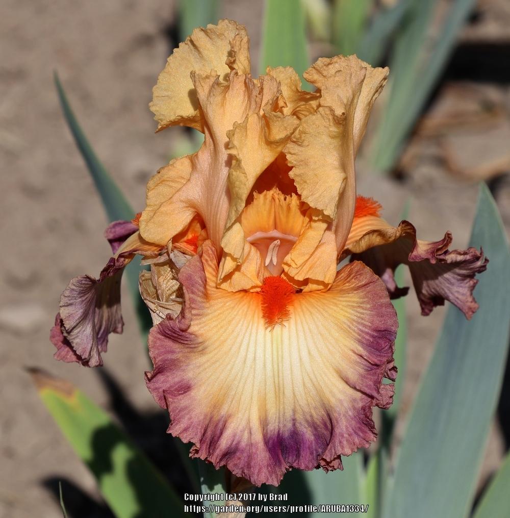 Photo of Tall Bearded Iris (Iris 'Dignified') uploaded by ARUBA1334