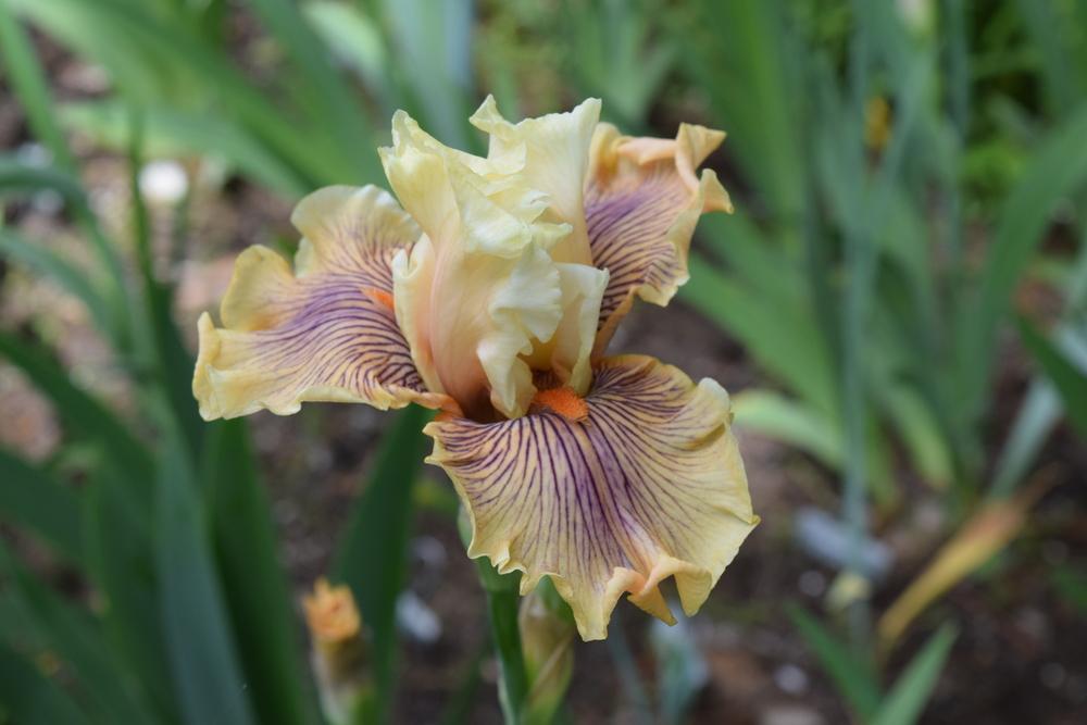 Photo of Tall Bearded Iris (Iris 'Escape from Boredom') uploaded by Dachsylady86