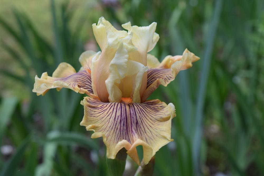 Photo of Tall Bearded Iris (Iris 'Escape from Boredom') uploaded by Dachsylady86