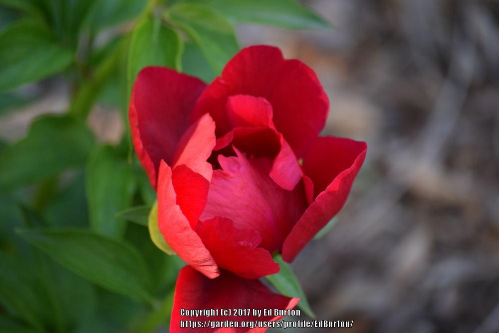 Photo of Peony (Paeonia 'Burma Ruby') uploaded by EdBurton