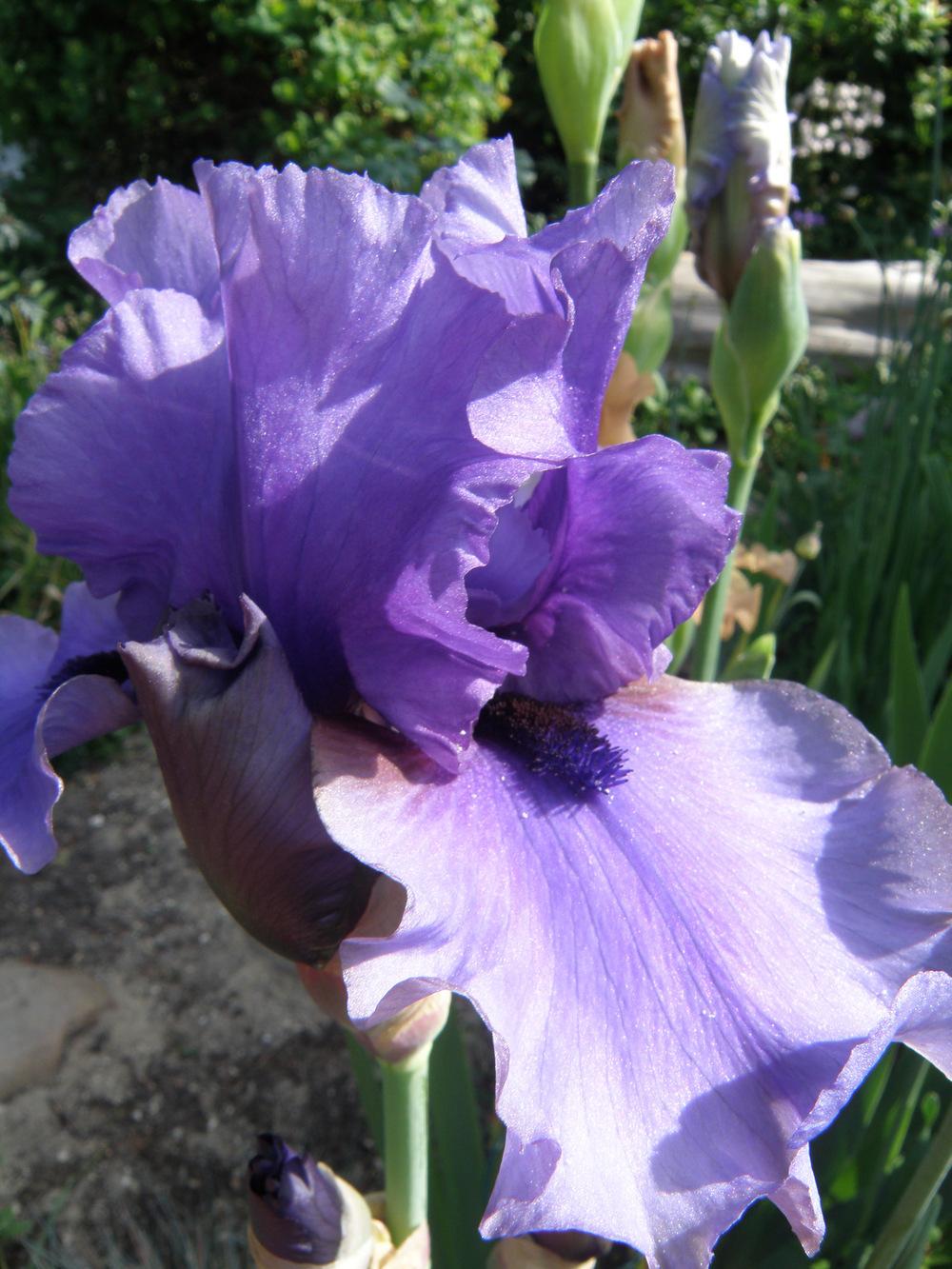 Photo of Tall Bearded Iris (Iris 'Mythology') uploaded by IrisLilli