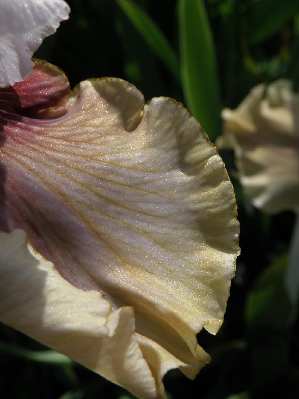 Photo of Tall Bearded Iris (Iris 'Guatemala') uploaded by IrisLilli