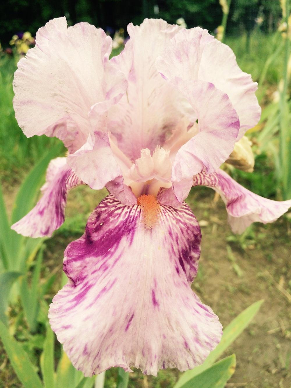 Photo of Tall Bearded Iris (Iris 'Mean Streak') uploaded by Lbsmitty