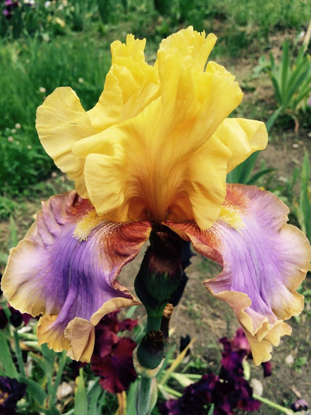 Photo of Tall Bearded Iris (Iris 'Waimea Canyon Sunrise') uploaded by Lbsmitty