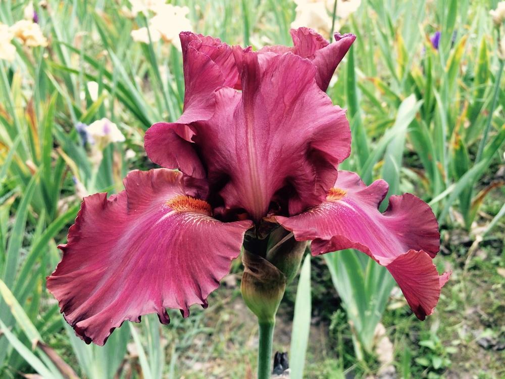 Photo of Tall Bearded Iris (Iris 'Rogue') uploaded by Lbsmitty