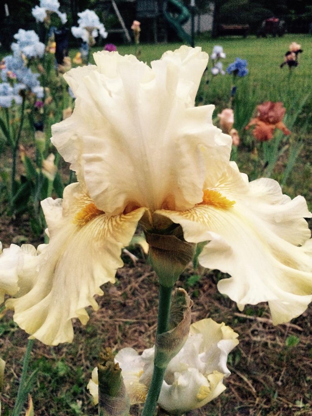 Photo of Tall Bearded Iris (Iris 'Pickledilly') uploaded by Lbsmitty