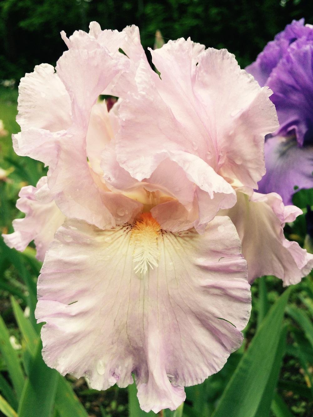 Photo of Tall Bearded Iris (Iris 'Foolish Pleasure') uploaded by Lbsmitty