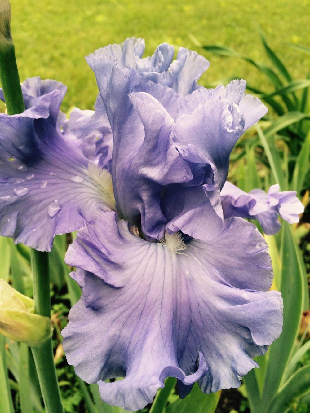 Photo of Tall Bearded Iris (Iris 'Delta Blues') uploaded by Lbsmitty