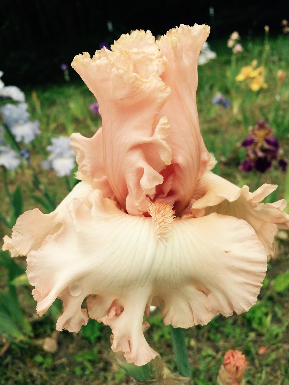 Photo of Tall Bearded Iris (Iris 'Unconditional Love') uploaded by Lbsmitty