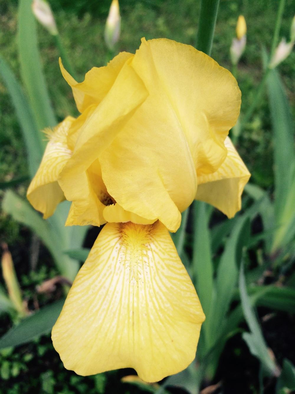 Photo of Tall Bearded Iris (Iris 'Sherwin-Wright') uploaded by Lbsmitty