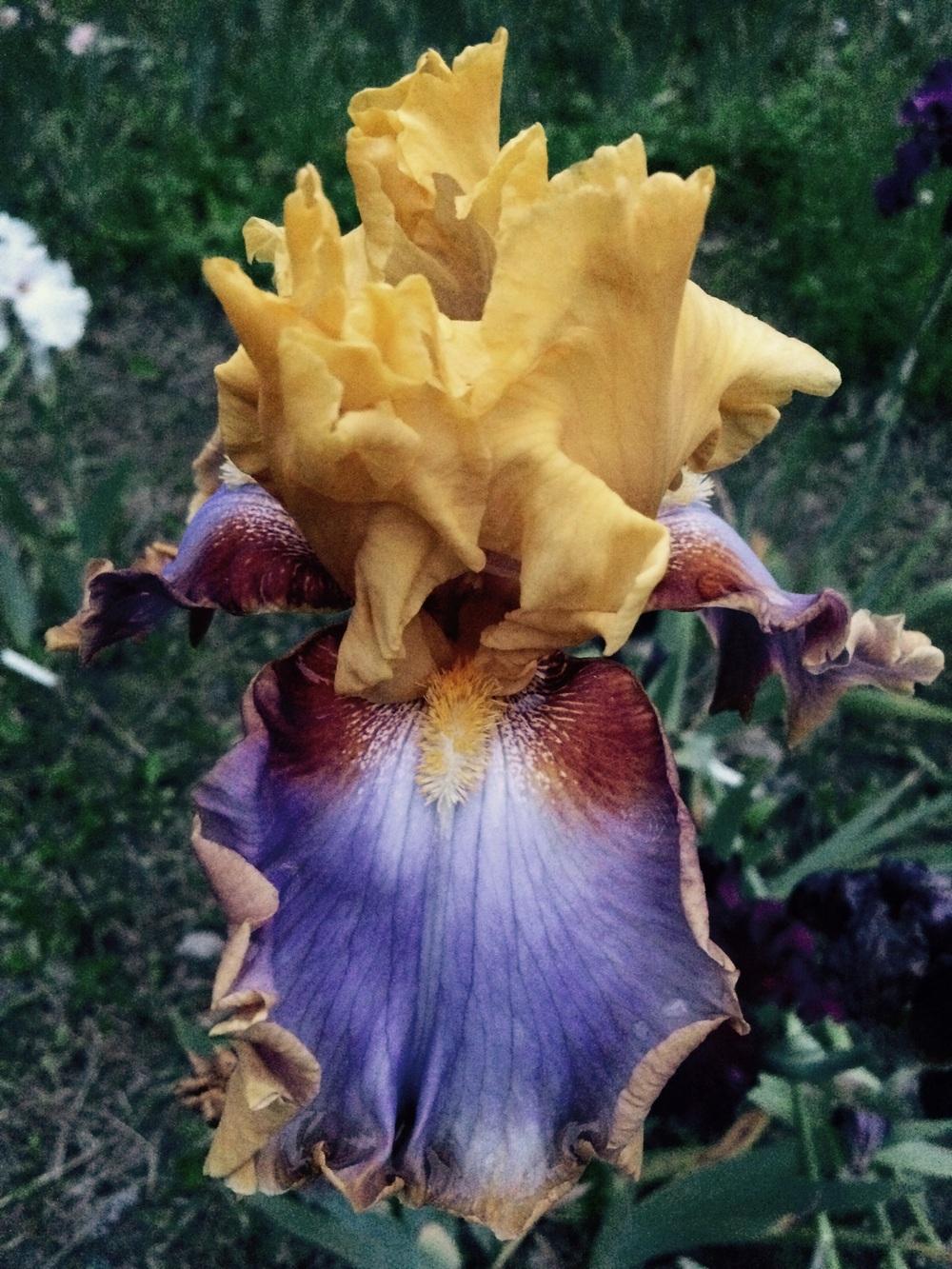 Photo of Tall Bearded Iris (Iris 'Waimea Canyon Sunrise') uploaded by Lbsmitty