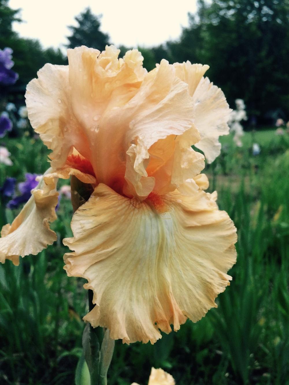 Photo of Tall Bearded Iris (Iris 'Orange Juice') uploaded by Lbsmitty