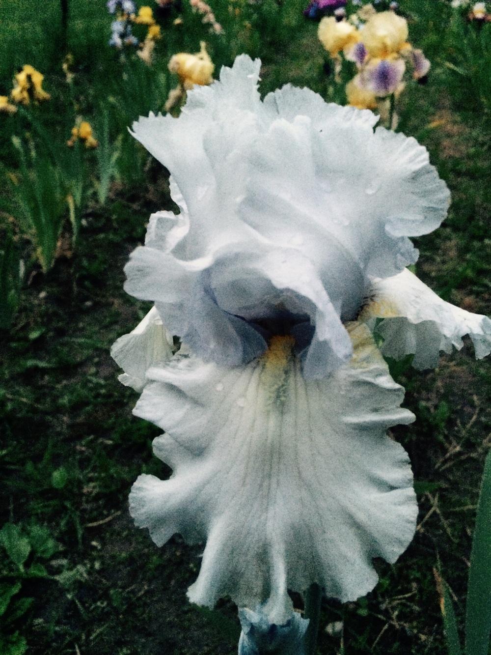 Photo of Tall Bearded Iris (Iris 'Tinted Crystal') uploaded by Lbsmitty