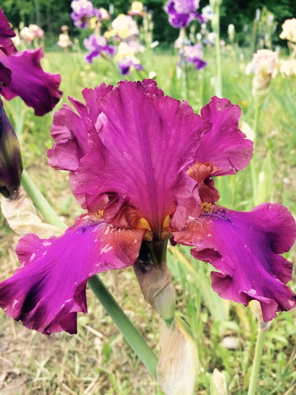 Photo of Tall Bearded Iris (Iris 'Nora's Thrill') uploaded by Lbsmitty