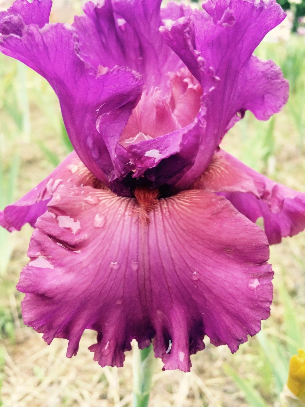Photo of Tall Bearded Iris (Iris 'Fashionably Late') uploaded by Lbsmitty