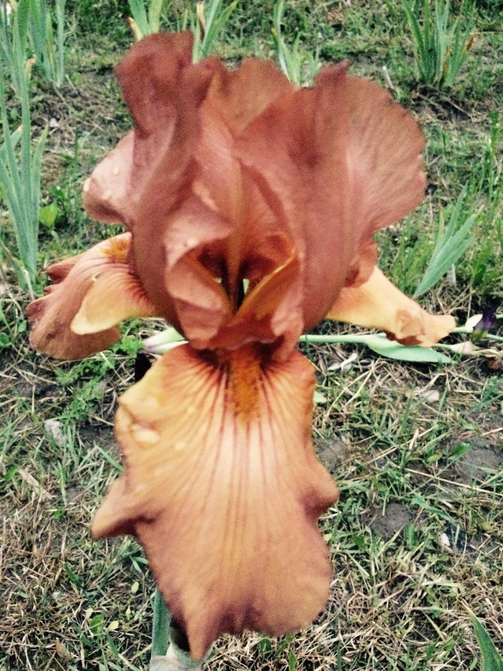 Photo of Tall Bearded Iris (Iris 'Gingersnap') uploaded by Lbsmitty