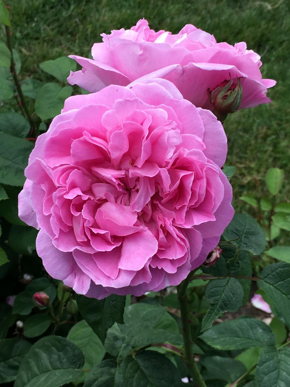 Photo of Rose (Rosa 'Mary Rose') uploaded by Rebekah