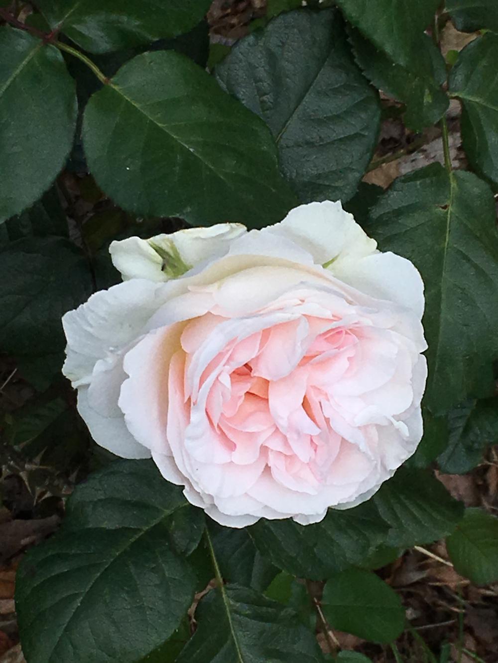Photo of Rose (Rosa 'Johann Strauss') uploaded by Rebekah