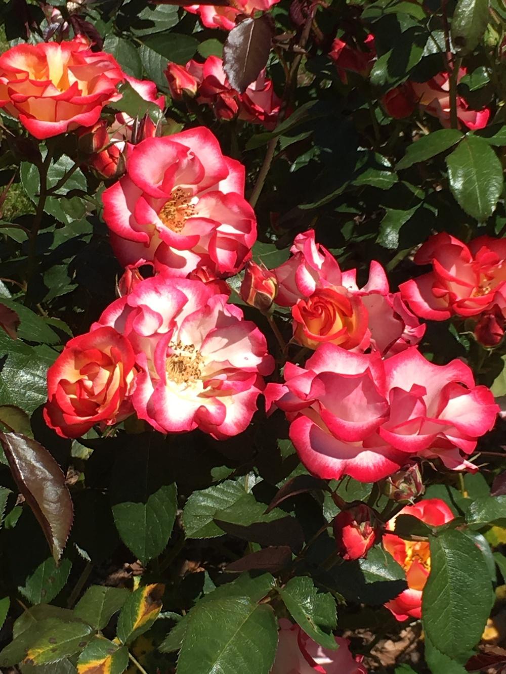 Photo of Rose (Rosa 'Betty Boop') uploaded by Rebekah