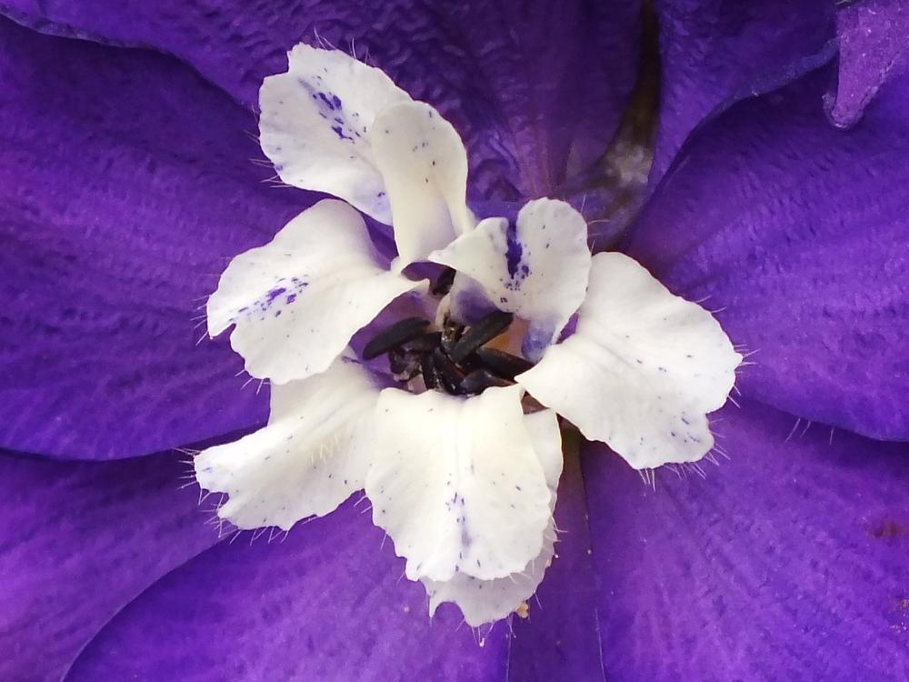 Photo of Delphiniums (Delphinium) uploaded by sunnyvalley