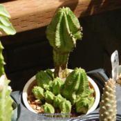 Photo update of my Euphorbia anoplia