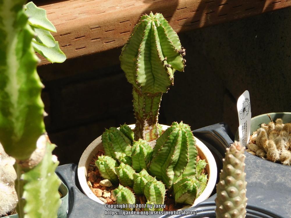 Photo of Euphorbia (Euphorbia polygona var. anoplia) uploaded by tarev