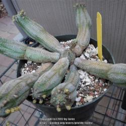 Location: In my garden - San Joaquin County, CA
Date: 2017-06-04 - Late Spring
A noid hybrid Euphorbia succulent