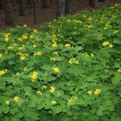 Location: My Garden, Ontario, Canada
Date: 2017-06-04
Celandine naturalized along a fence on our property.