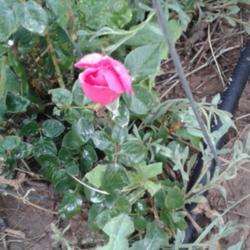 Location: Behind my house, east side.
Date: 2017-06-05
This rose has not been much of a bloom machine for me.