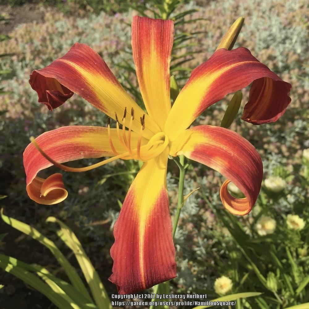Photo of Daylily (Hemerocallis 'Red Ribbons') uploaded by HamiltonSquare