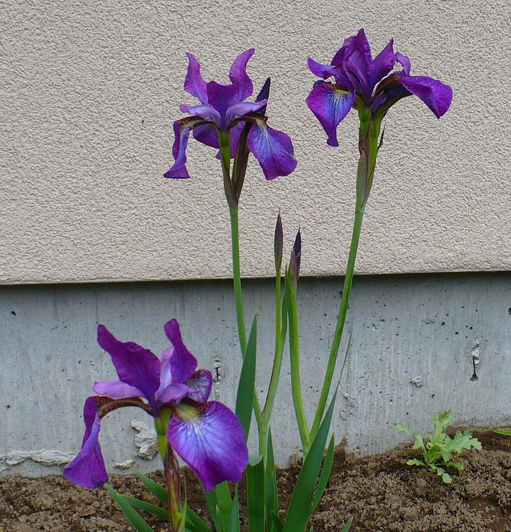 Photo of Siberian Iris (Iris 'Chilled Wine') uploaded by HemNorth