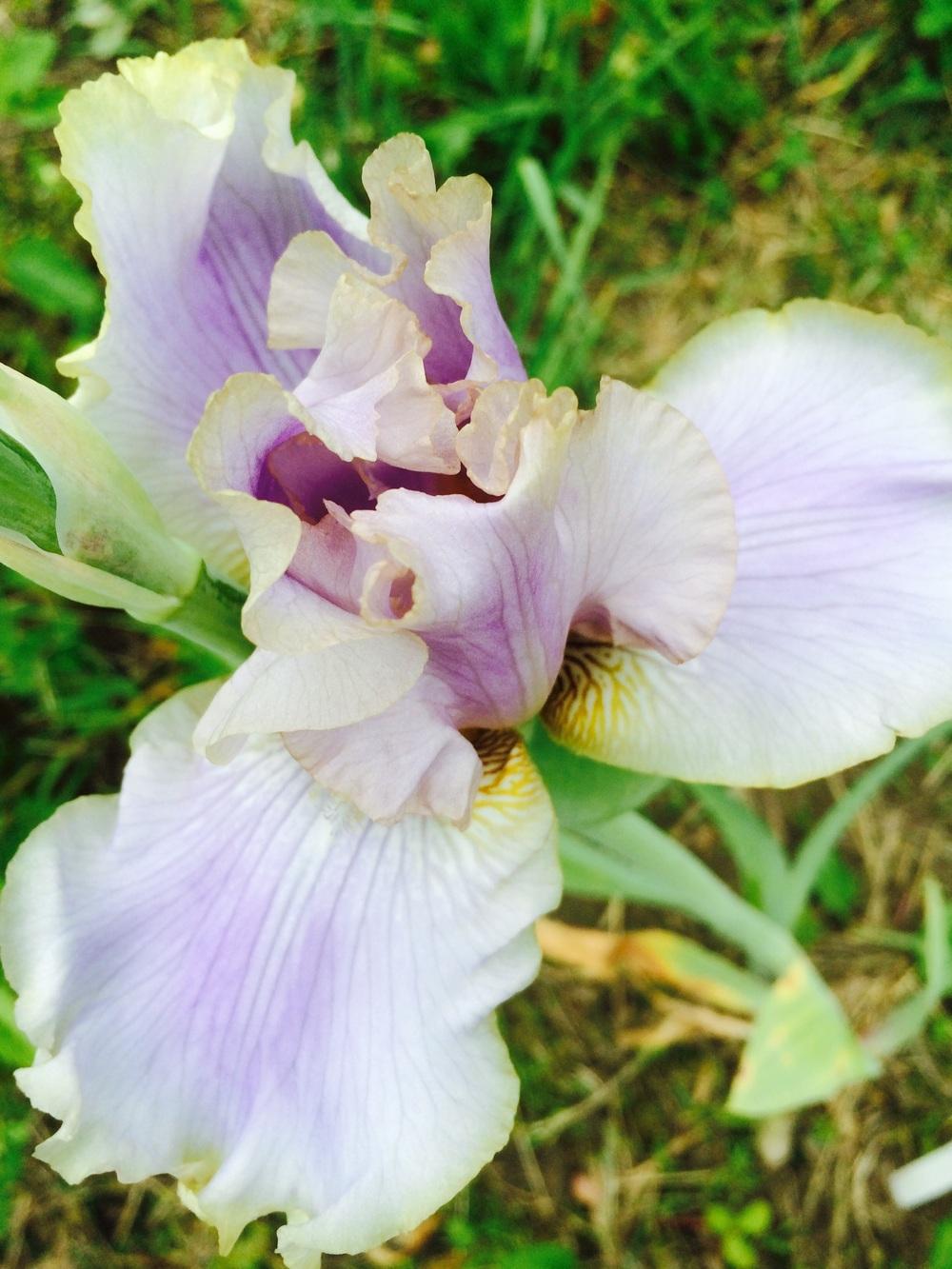Photo of Tall Bearded Iris (Iris 'Kiss Me Please') uploaded by Lbsmitty