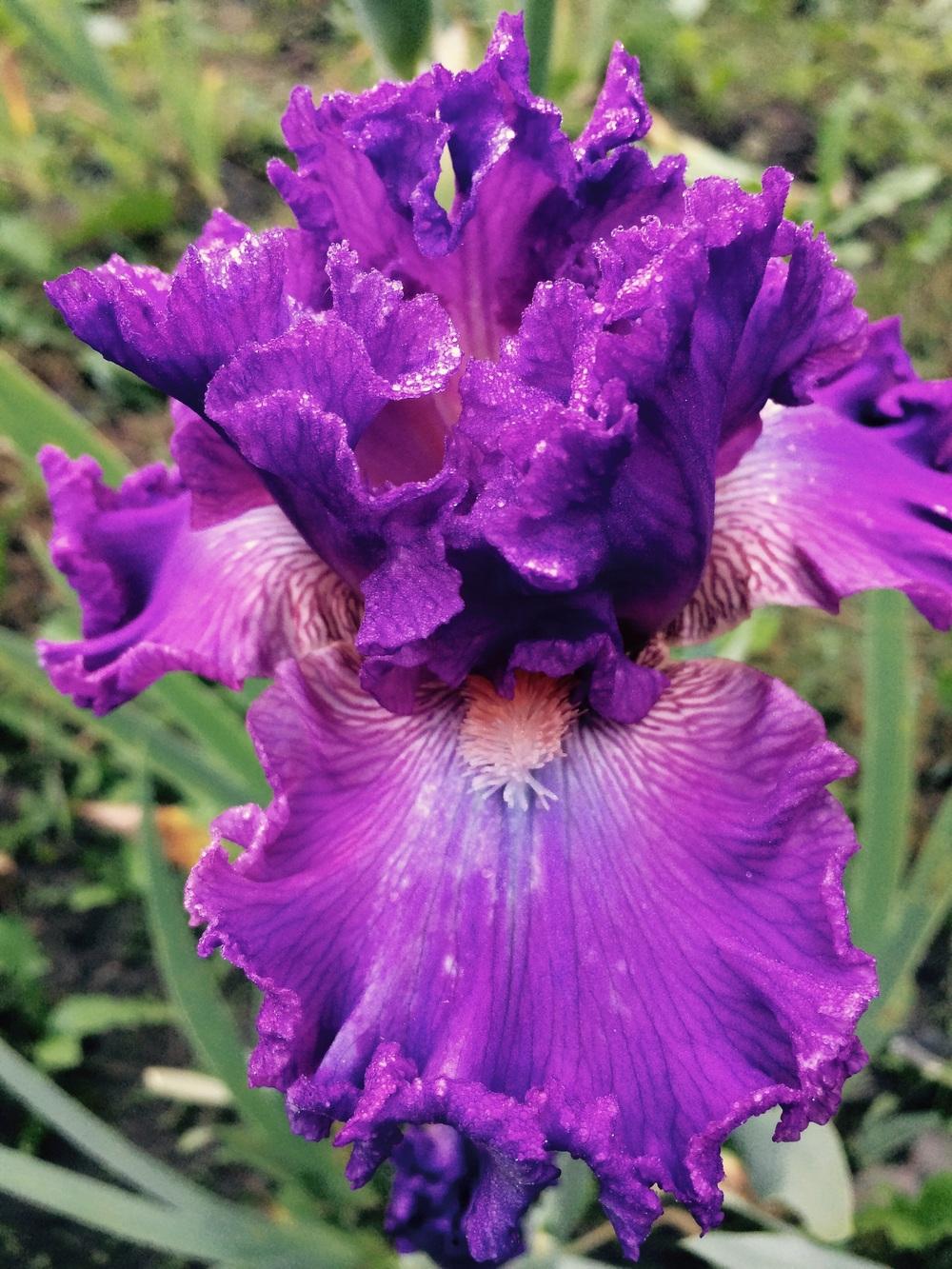 Photo of Tall Bearded Iris (Iris 'Bolshoi') uploaded by Lbsmitty