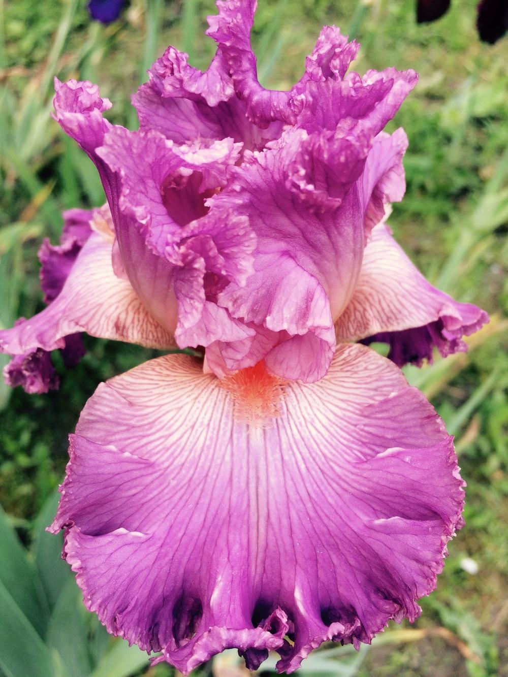 Photo of Tall Bearded Iris (Iris 'Social Graces') uploaded by Lbsmitty