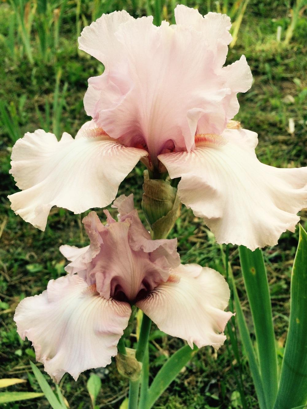 Photo of Tall Bearded Iris (Iris 'Lovely Kay') uploaded by Lbsmitty