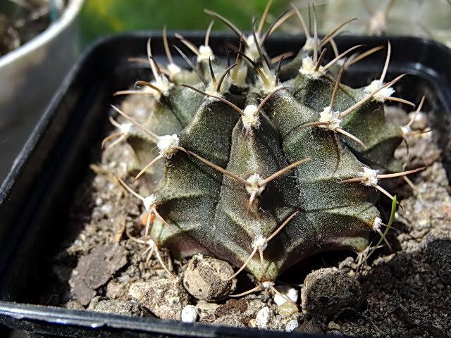 Photo of Chin Cactus (Gymnocalycium mihanovichii) uploaded by Orsola