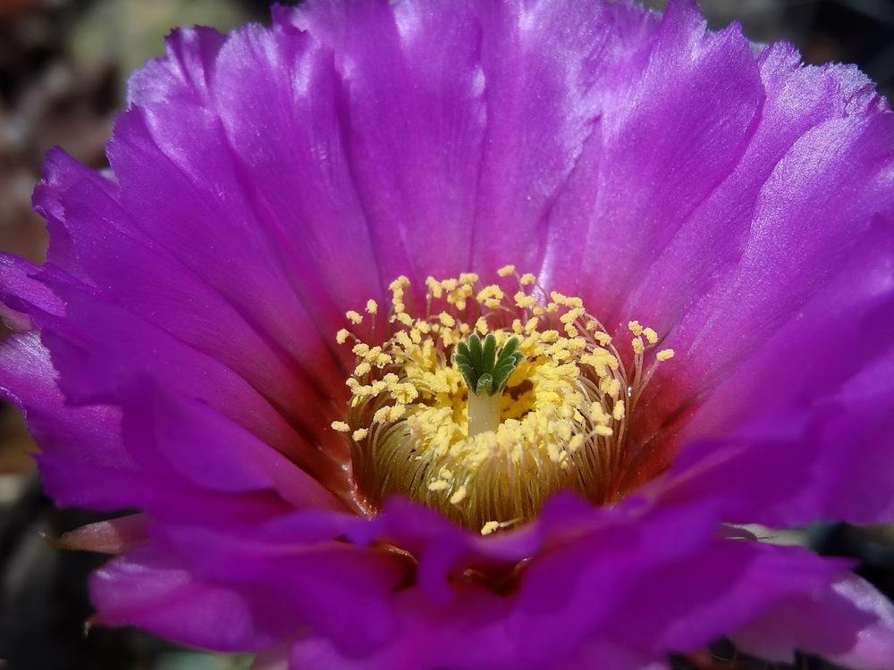 Photo of Lace Cactus (Echinocereus reichenbachii) uploaded by Orsola