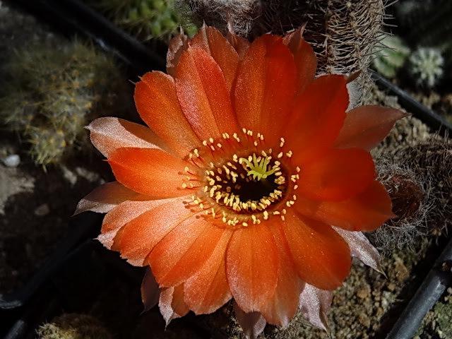 Photo of Peanut Cactus (Chamaecereus silvestrii) uploaded by Orsola