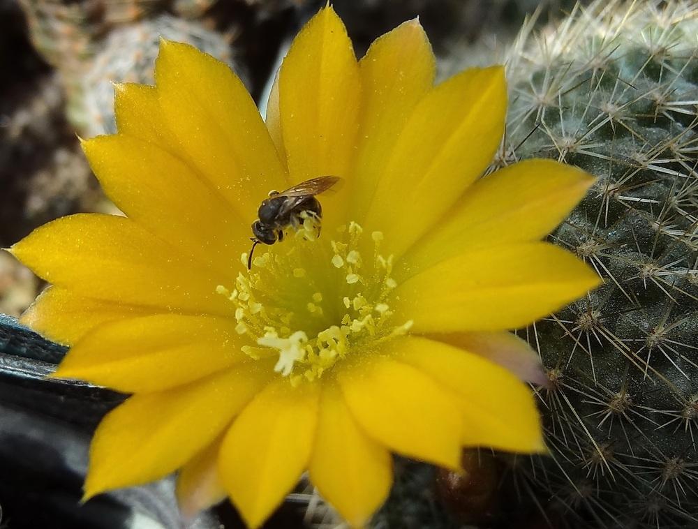 Photo of Marsoner's Crown Cactus (Rebutia marsoneri) uploaded by Orsola