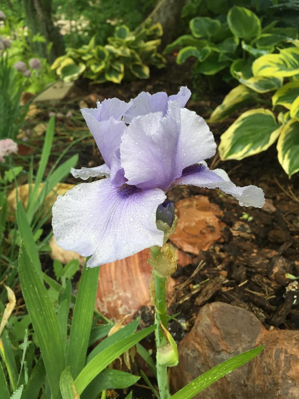 Photo of Tall Bearded Iris (Iris 'Codicil') uploaded by SpringGreenThumb