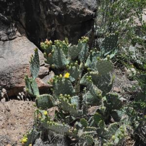 Prickly Pear Cactus at the Start of Bloom, Late May