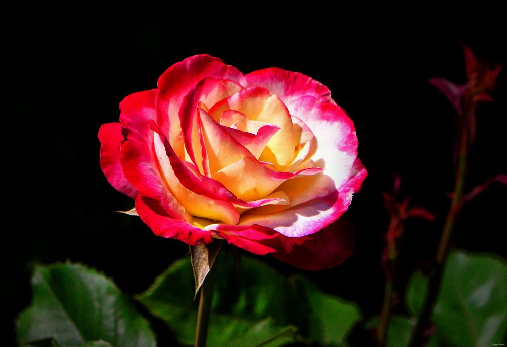 Photo of Hybrid Tea Rose (Rosa 'Double Delight') uploaded by dawiz1753
