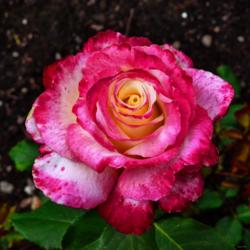 Location: Fellows Riverside Gardens, Youngstown, Ohio
Date: 2017-06-06
Double Delight Rose 006