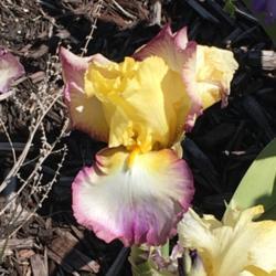 Location: Elizabeth Colorado
Date: 2017-05-30
First year bloom