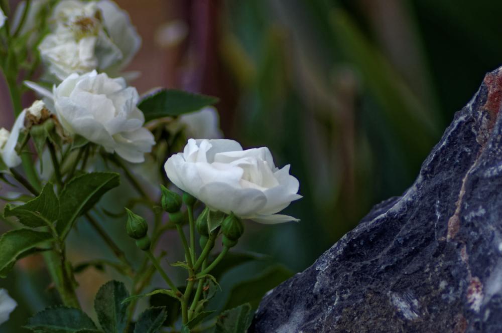Photo of Floribunda Rose (Rosa 'Innocencia') uploaded by evermorelawnless