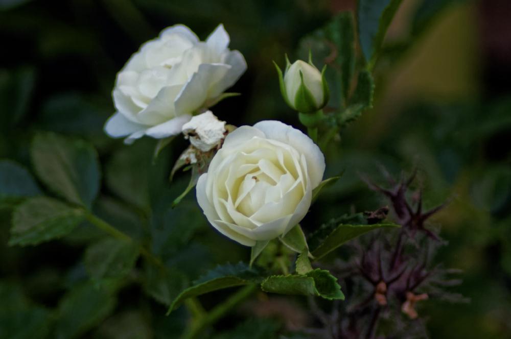 Photo of Floribunda Rose (Rosa 'Innocencia') uploaded by evermorelawnless