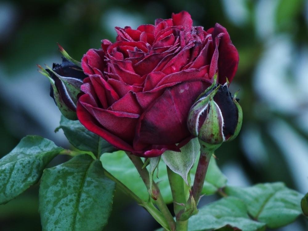 Photo of Rose (Rosa 'Black Caviar') uploaded by sunnyvalley